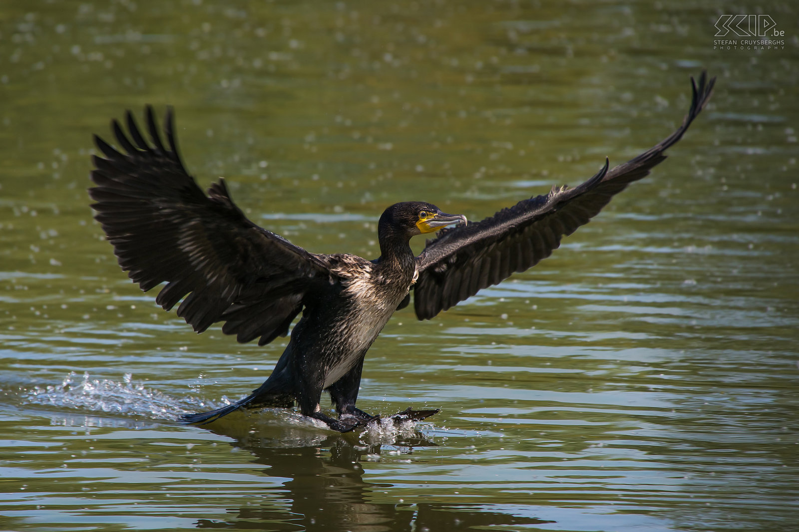 Vogels - Aalscholver Een landende aalscholver (Phalacrocorax carbo) aan de Lepelaarsplassen in Nederland. Stefan Cruysberghs